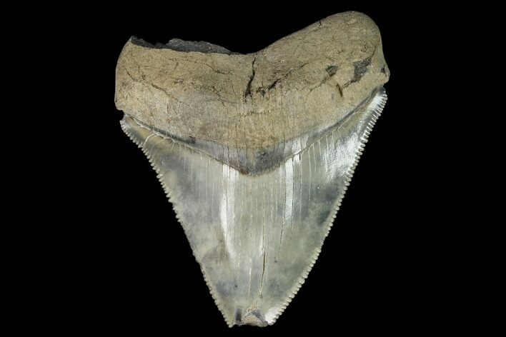 Serrated, Fossil Megalodon Tooth - Glossy Enamel #125326
